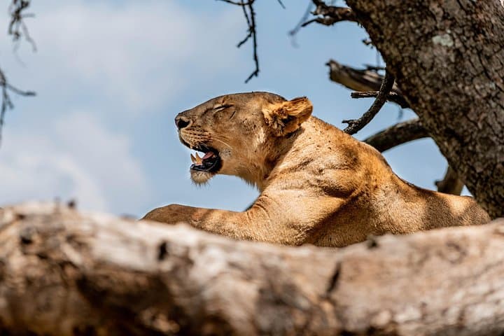Lake Manyara Day Safari from Arusha: Tree-Climbing Lions, Elephants & Birdlife photo 1