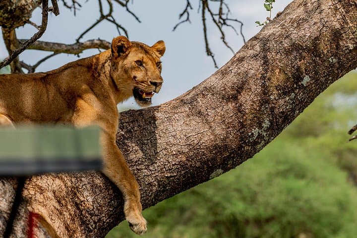 Lake Manyara Day Safari from Arusha: Tree-Climbing Lions, Elephants & Birdlife photo 2