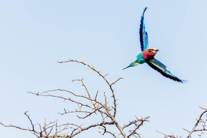 Lake Manyara Day Safari from Arusha: Tree-Climbing Lions, Elephants & Birdlife photo 3