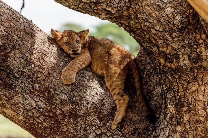 Lake Manyara Day Safari from Arusha: Tree-Climbing Lions, Elephants & Birdlife photo 4
