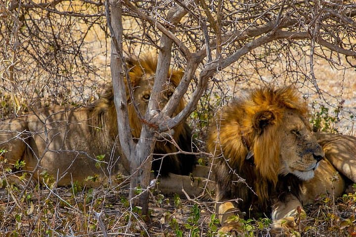 3-Day Serengeti Safari From Zanzibar — Fly-In Wildlife Short Break photo 4