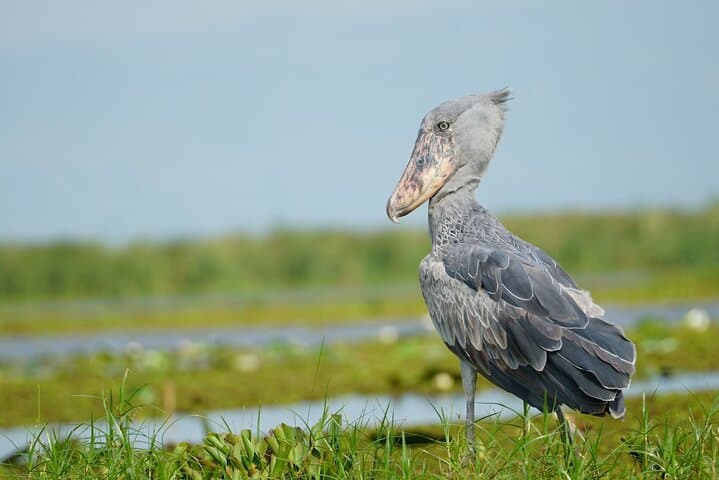 Mabamba Swamp Shoebill Canoe Safari: 6‑Hour Private Birding Experience photo 2