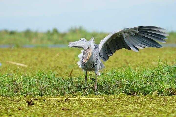 Mabamba Swamp Shoebill Canoe Safari: 6‑Hour Private Birding Experience photo 3