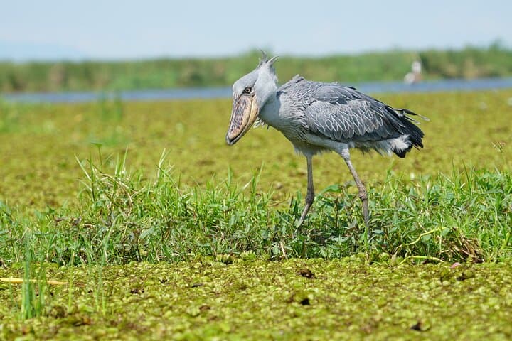 Mabamba Swamp Shoebill Canoe Safari: 6‑Hour Private Birding Experience photo 4