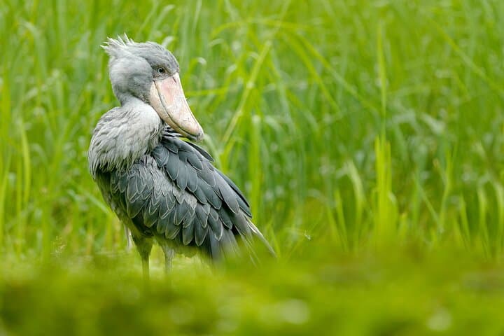 Mabamba Swamp Shoebill Canoe Safari: 6‑Hour Private Birding Experience photo 5