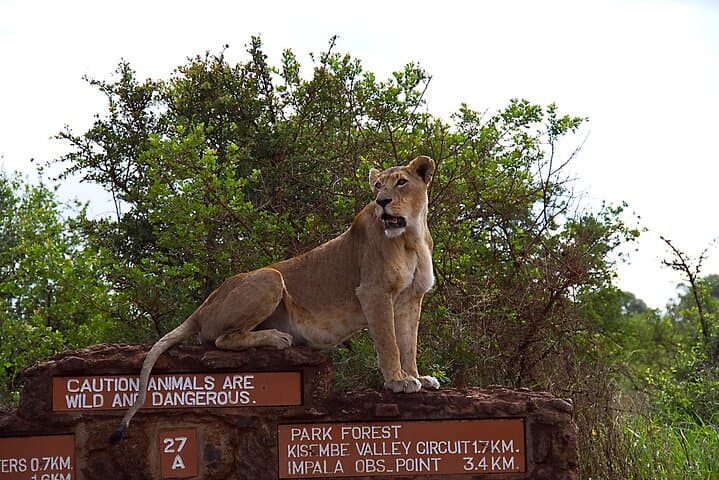 Nairobi Wild Heart: City Safari and Heritage Tour photo 3