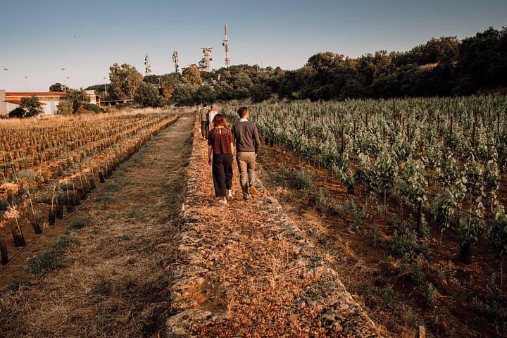 Etna Urban Winery Tasting & Self-Guided Vineyard Walk with Street Food photo 2