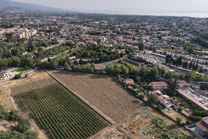 Etna Urban Winery Tasting & Self-Guided Vineyard Walk with Street Food photo 4