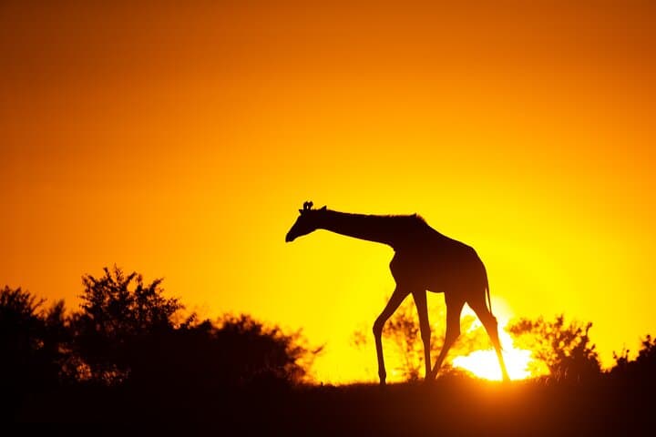 4-Day Safari from Mombasa to Amboseli and Tsavo West & East photo 2