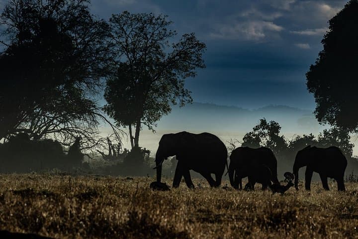 4-Day Safari from Mombasa to Amboseli and Tsavo West & East photo 3