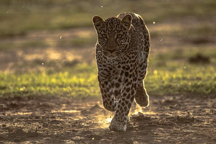 4-Day Safari from Mombasa to Amboseli and Tsavo West & East photo 4