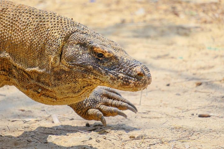 Flores Overland: 10-Day Komodo, Kelimutu & Inerie Adventure with Local Guide Paul photo 2