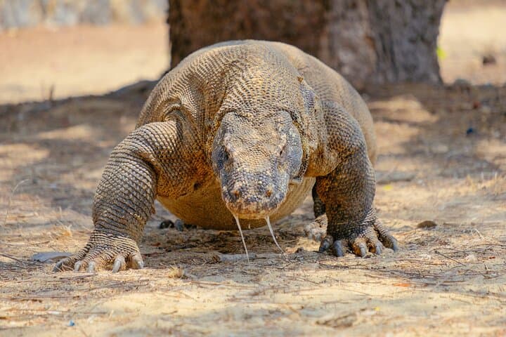 Flores Overland: 10-Day Komodo, Kelimutu & Inerie Adventure with Local Guide Paul photo 1