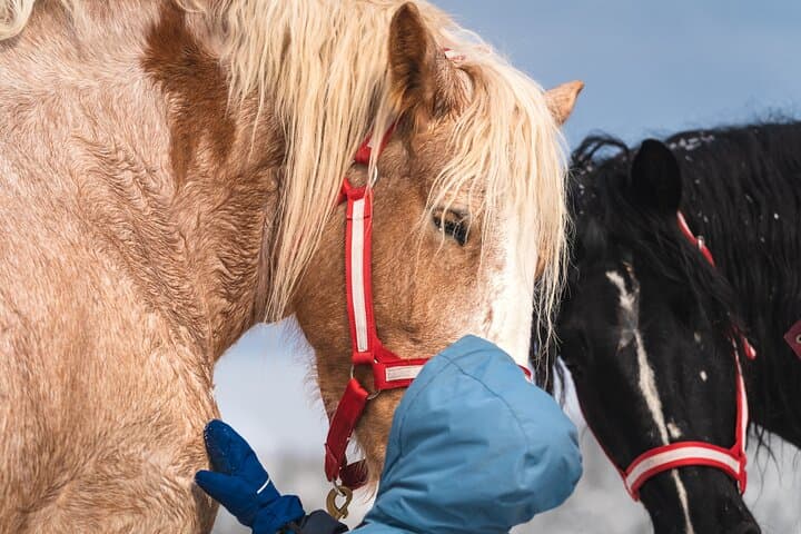 Guided Horseback Riding in Baie-Saint-Paul Valley — 90-Min Trail Ride in Charlevoix photo 6