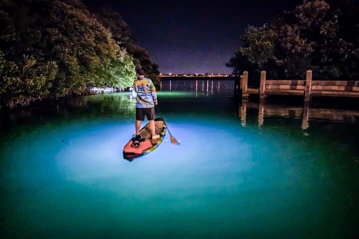 Anna Maria Island LED Night Paddleboard Tour: Mangrove & Wildlife Experience photo 2