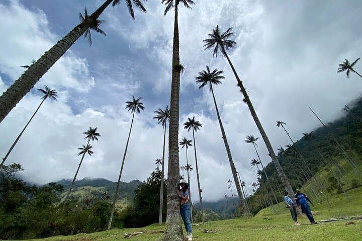 Cocora Valley, Salento & Coffee Farm Day Tour — Wax Palms and Colombian Coffee photo 2