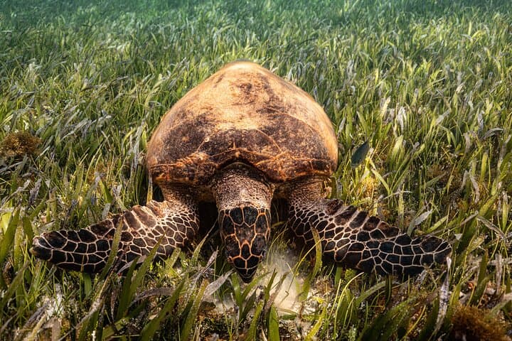 Puerto Morelos Snorkeling with Turtles and Stingrays: Reef Tour Guide photo 6