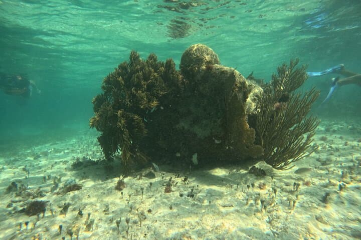 Snorkel Paradise Cancun: 5-in-1 Guided Snorkel Tour for Non-Swimmers photo 3