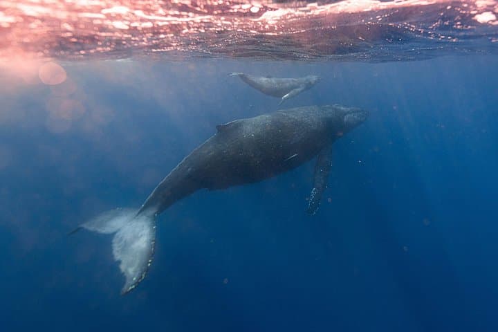 North Shore Whale Watching: 1.5-Hour Guided Marine Wildlife Tour from Haleiwa photo 3