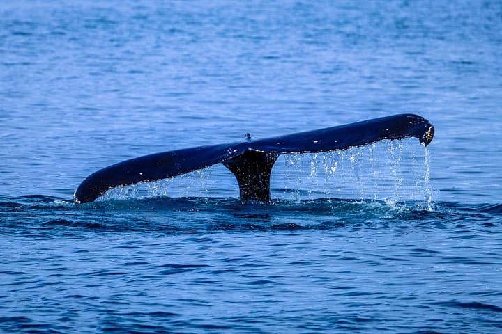 North Shore Whale Watching: 1.5-Hour Guided Marine Wildlife Tour from Haleiwa photo 2