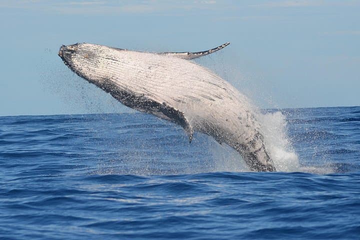 North Shore Whale Watching: 1.5-Hour Guided Marine Wildlife Tour from Haleiwa photo 1