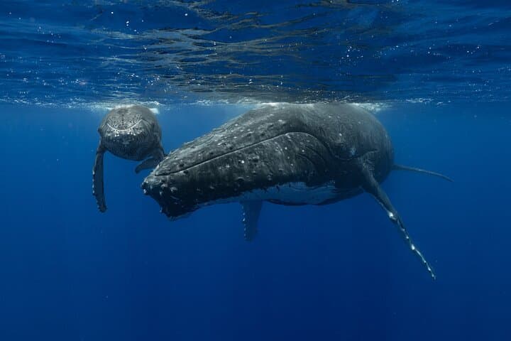 4-Hour Humpback Whale Watching in Tahiti — Naturalist-Led Boat & Snorkel photo 1