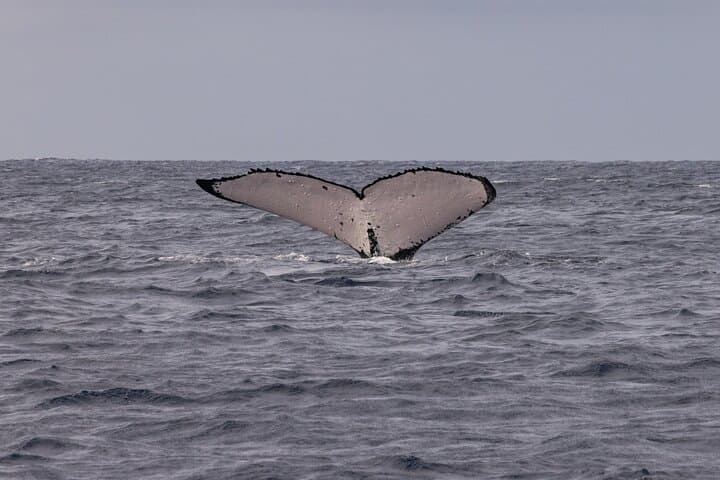 4-Hour Humpback Whale Watching in Tahiti — Naturalist-Led Boat & Snorkel photo 2