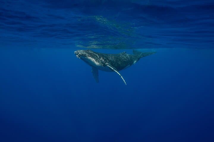 4-Hour Humpback Whale Watching in Tahiti — Naturalist-Led Boat & Snorkel photo 3