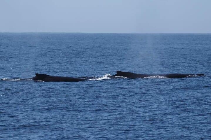 4-Hour Humpback Whale Watching in Tahiti — Naturalist-Led Boat & Snorkel photo 4