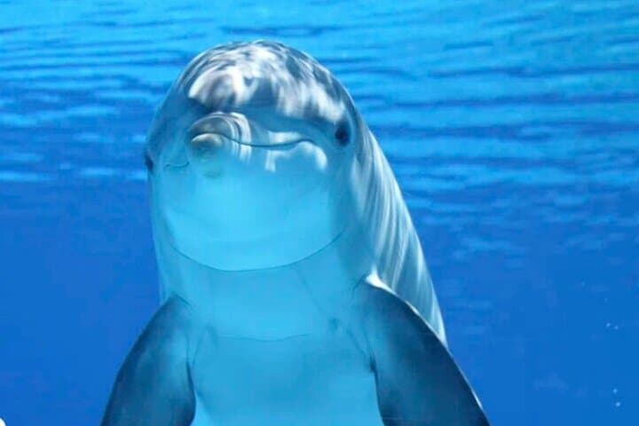 Tiki Pub Dolphin Eco Adventure — Fort Myers Beach Wildlife & Sandbar Cruise