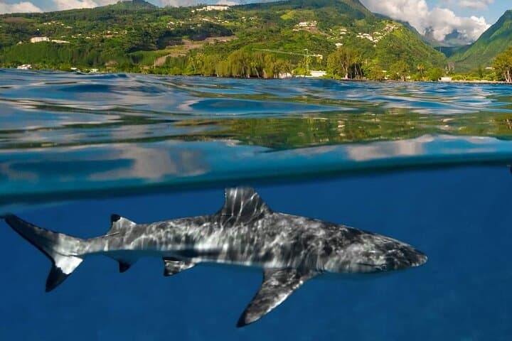 Tahiti Ocean Discovery: Guided Snorkeling with Turtles and Coral Gardens photo 2