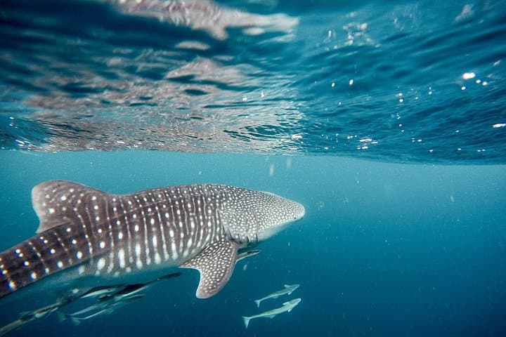 Swim with Whale Sharks in La Paz: Guided Marine Biologist Excursions photo 4
