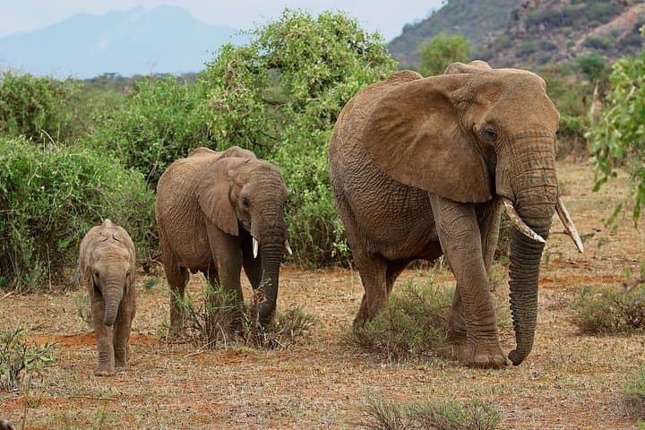 Urban Safari & Wildlife Wonders: A Unique Nairobi Day Adventure for Wildlife Enthusiasts photo 3