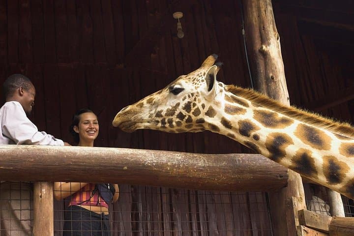 Urban Safari & Wildlife Wonders: A Unique Nairobi Day Adventure for Wildlife Enthusiasts photo 4