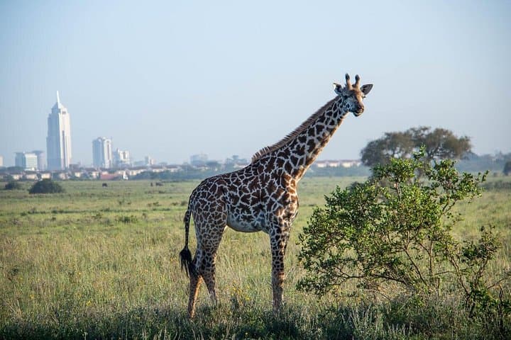 Urban Safari & Wildlife Wonders: A Unique Nairobi Day Adventure for Wildlife Enthusiasts photo 2