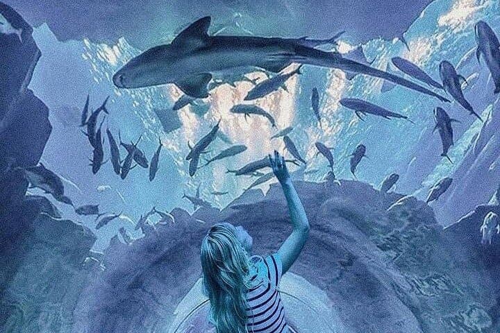 Dubai Aquarium & Underwater Zoo: Walk the Giant Tunnel, See Penguins and Sharks