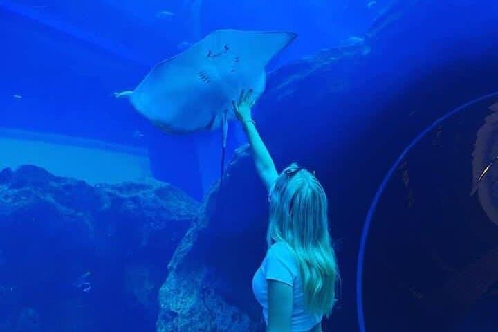 Dubai Aquarium & Underwater Zoo: Walk the Giant Tunnel, See Penguins and Sharks photo 2