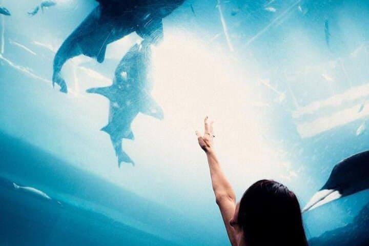 Dubai Aquarium & Underwater Zoo: Walk the Giant Tunnel, See Penguins and Sharks photo 6