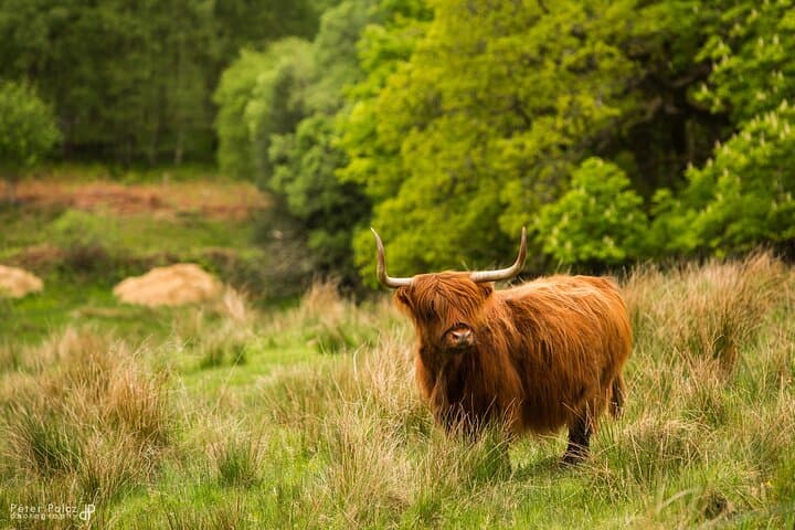 Loch Ness Discovery: Small-Group Highlands Day Tour from Glasgow photo 3