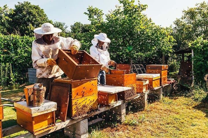 Etna Wine & Honey Private Tour: Winery Tasting on the Volcano photo 6