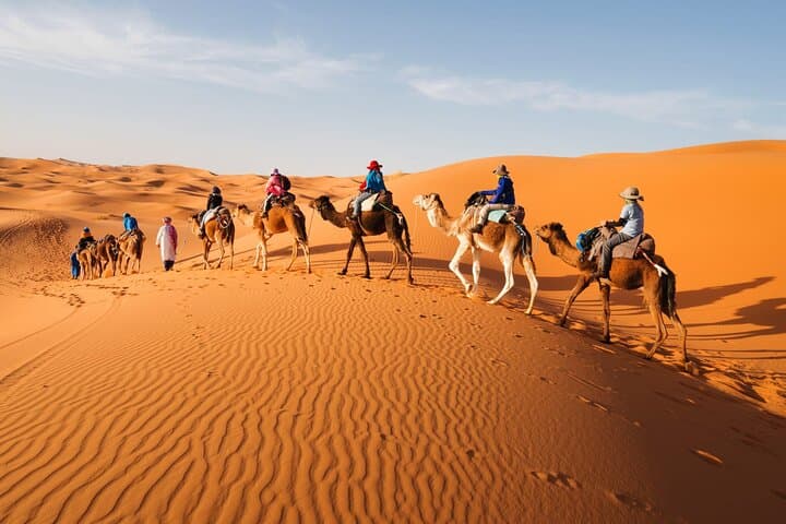 Camel Trekking in Abu Dhabi Desert: Half-Day Bedouin Ride & Camp Experience
