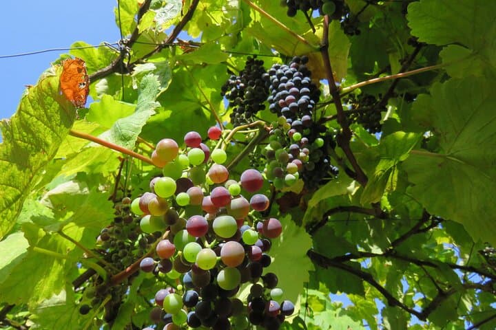 Madeira Vineyard 4x4 & Cabo Girão Skywalk Wine Tour photo 6