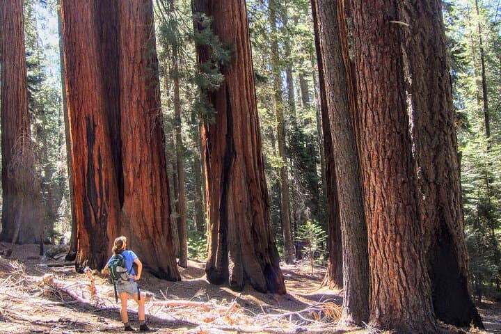 Private Sequoia & Kings Canyon Tour with Former Park Rangers photo 5