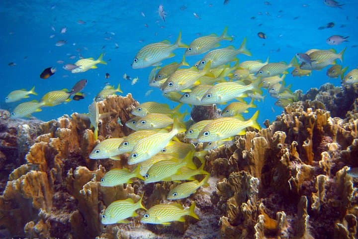 South Bonaire Land and Sea Snorkel Combo: Guided South Island Tour photo 1