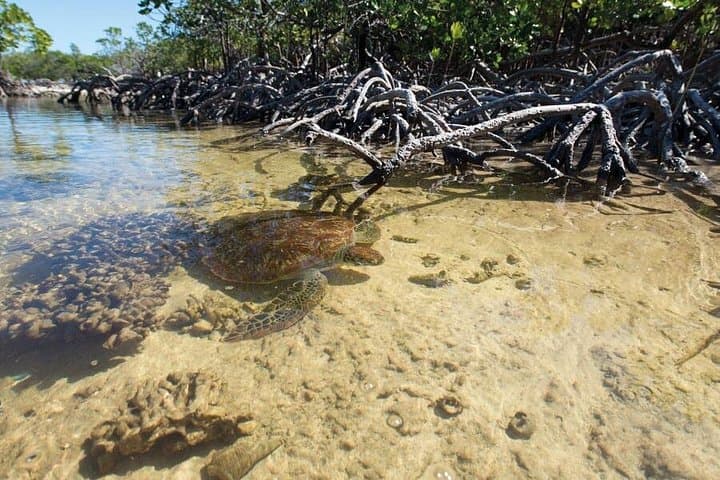 Mangrove Paddle Ride Sainte-Anne, Guadeloupe — Stand‑Up Paddle Through Protected Mangroves photo 3