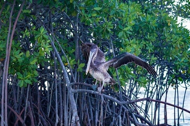 Mangrove Paddle Ride Sainte-Anne, Guadeloupe — Stand‑Up Paddle Through Protected Mangroves photo 4