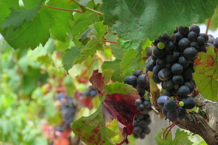 Madeira Vineyard 4x4 & Cabo Girão Skywalk Wine Tour