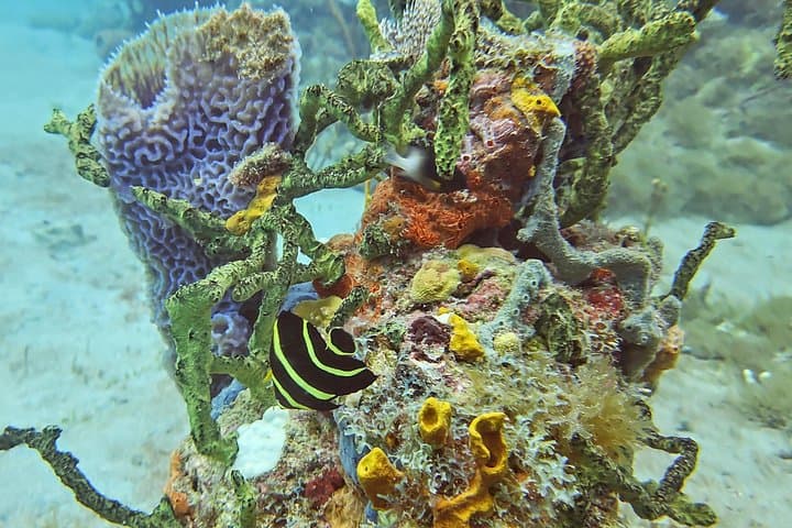 VIP Private Scuba & Snorkel Charter in St Kitts — Guided Coastal Cruise photo 6