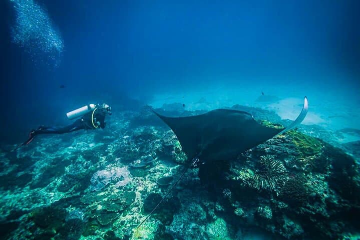 Nusa Penida Diving: Discover Scuba with Manta Rays & Turtles photo 4