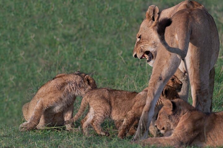 6-Day Uganda Safari: Gorilla Trekking in Bwindi & Queen Elizabeth